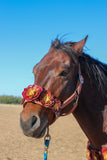 Floral Bronc Halter